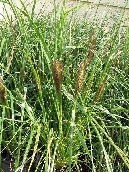 Pennisetum alopecuroides Viridescens | Black Fountain Grass | 10 Seeds