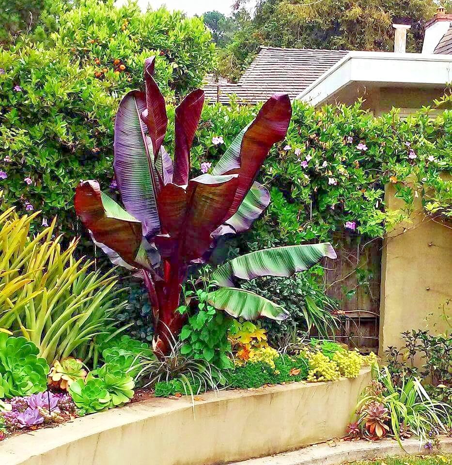5 Red Abyssinian (Musa Ensete ventricosum) False Banana Plant Tree Seeds RARE