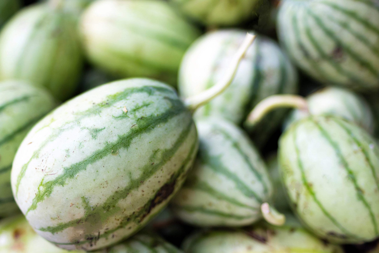 50 DIXIE QUEEN WATERMELON White & Red Citrullus Lanatus Melon Fruit Vine Seeds
