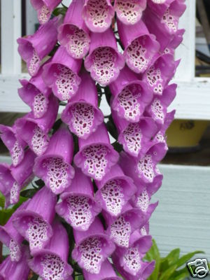 Pacific NW Giant Foxglove Mix 20,000 Seeds Digitalis Purpurea *Shelley
