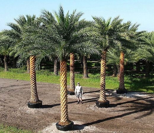 Phoenix sylvestris | India Date Palm | 5_Seeds