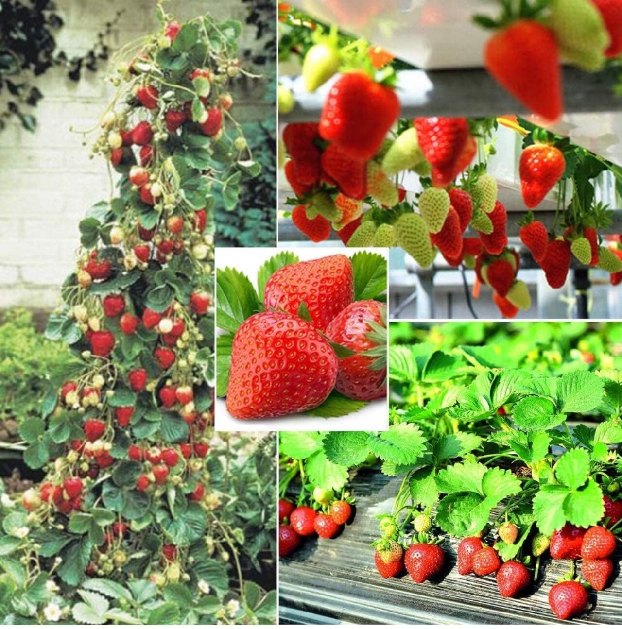 250+ Red Climbing Strawberry Seeds Everbearing Fruit Plant Home Garden Sweet JWL