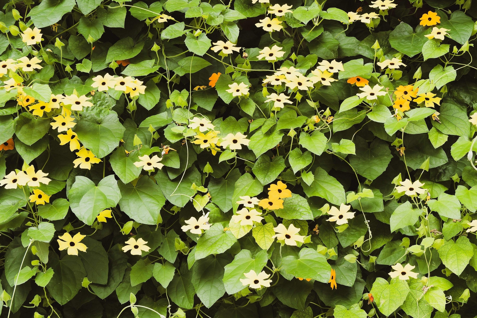 25 MIXED THUNBERGIA Alata VINE Black Eyed Susan Orange White Yellow Flower Seeds