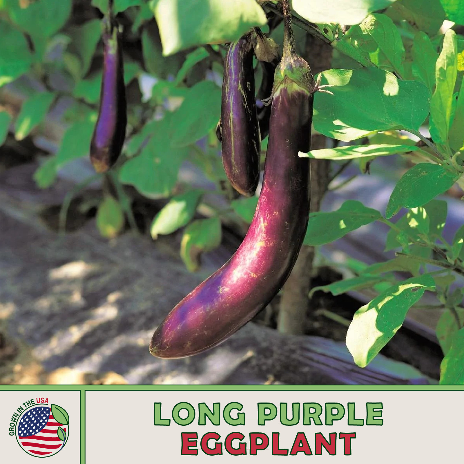 200 Japanese Long Purple Eggplant, Heirloom, Non-GMO, Genuine USA, Free Ship!