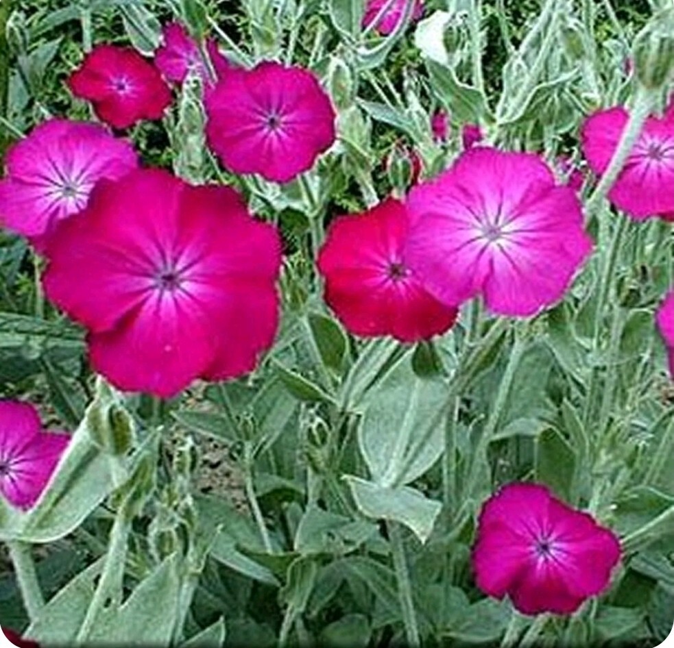 Purple-Rose Campion Perennial Vibrant Deep Color & Constant Flowering~250 Seeds