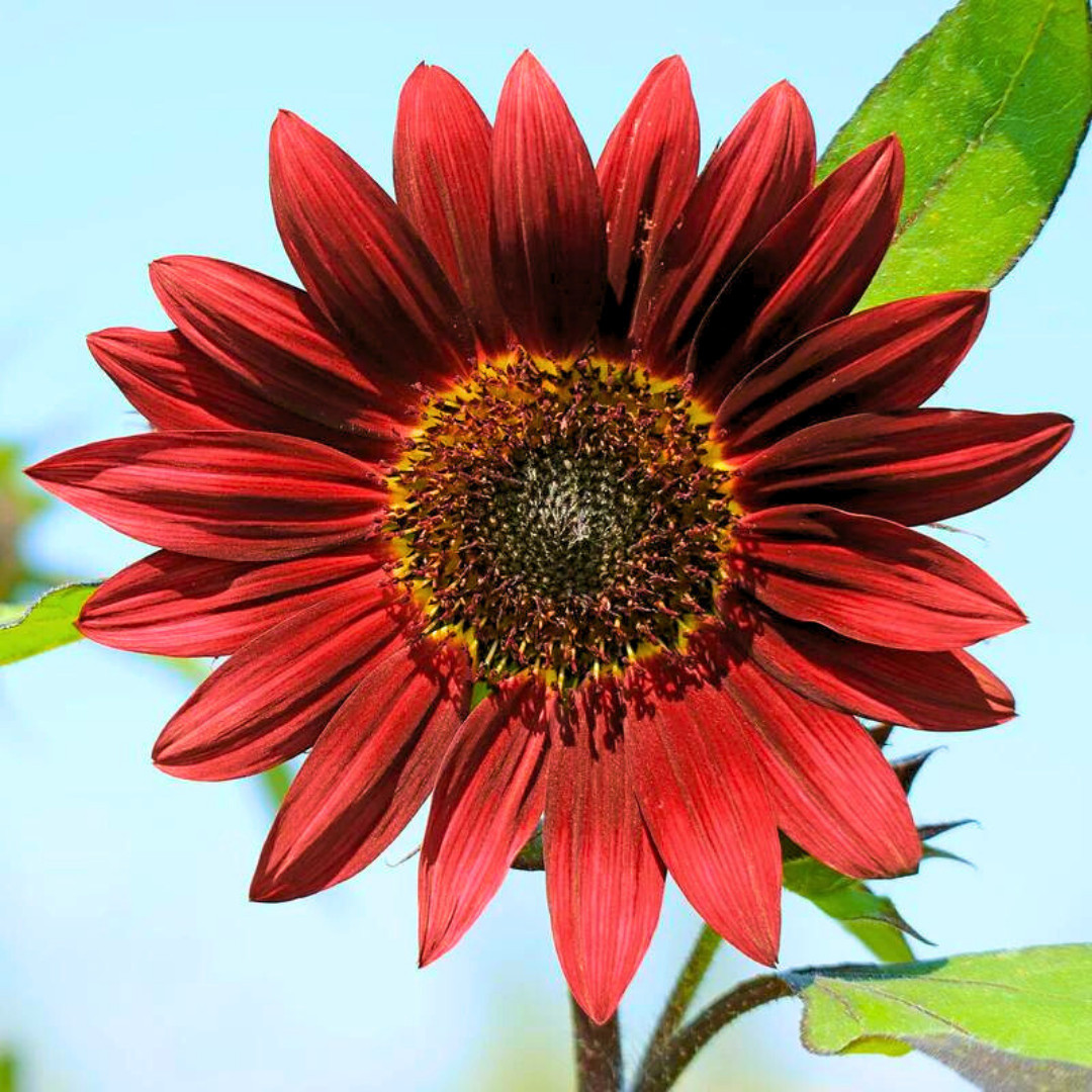 Fresh Premium Red Sun Sunflower Seeds | Heirloom Non-GMO | Flower seeds