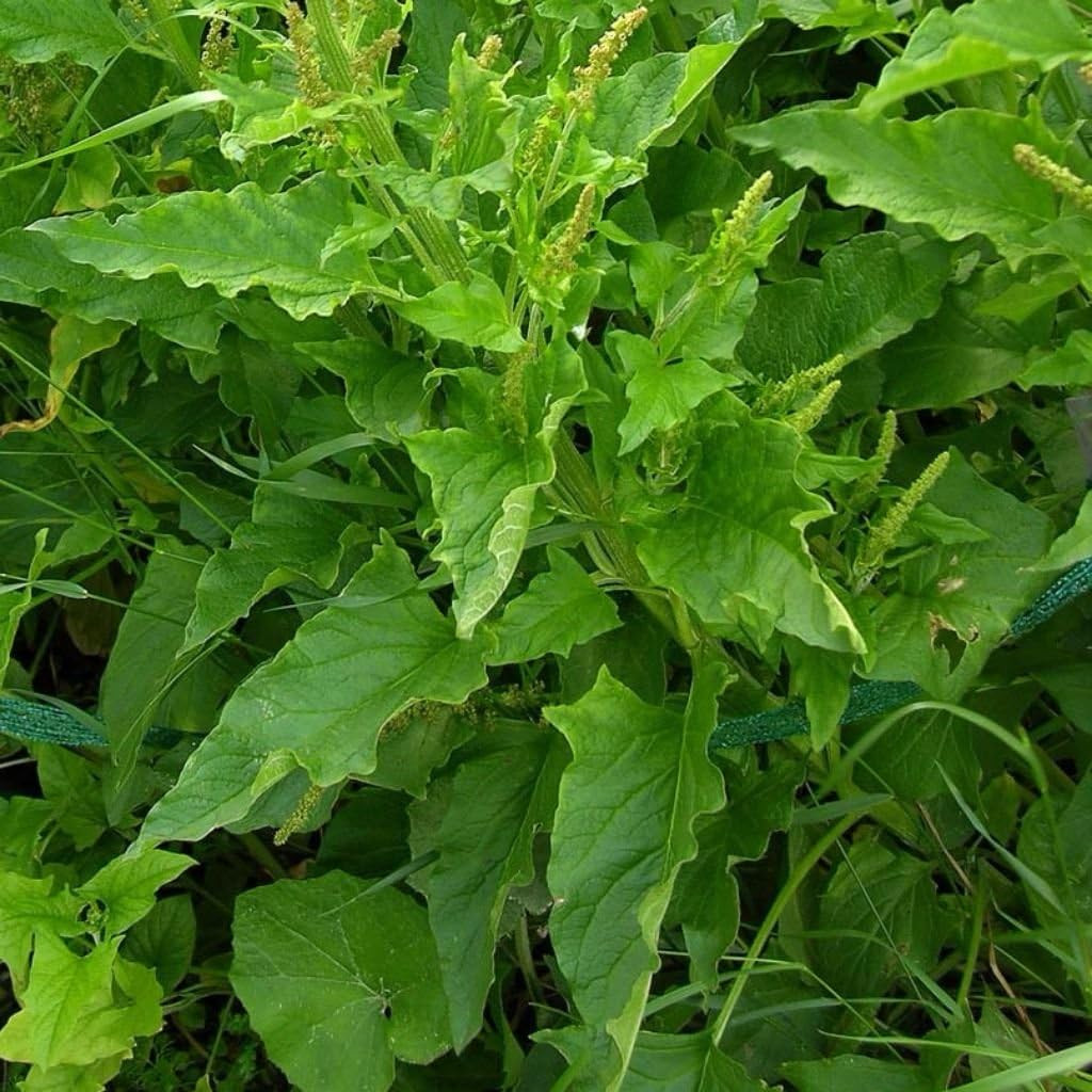 Good King Henry Seeds for Planting – Rare Perennial Edible Herb – Chenopodium Bo