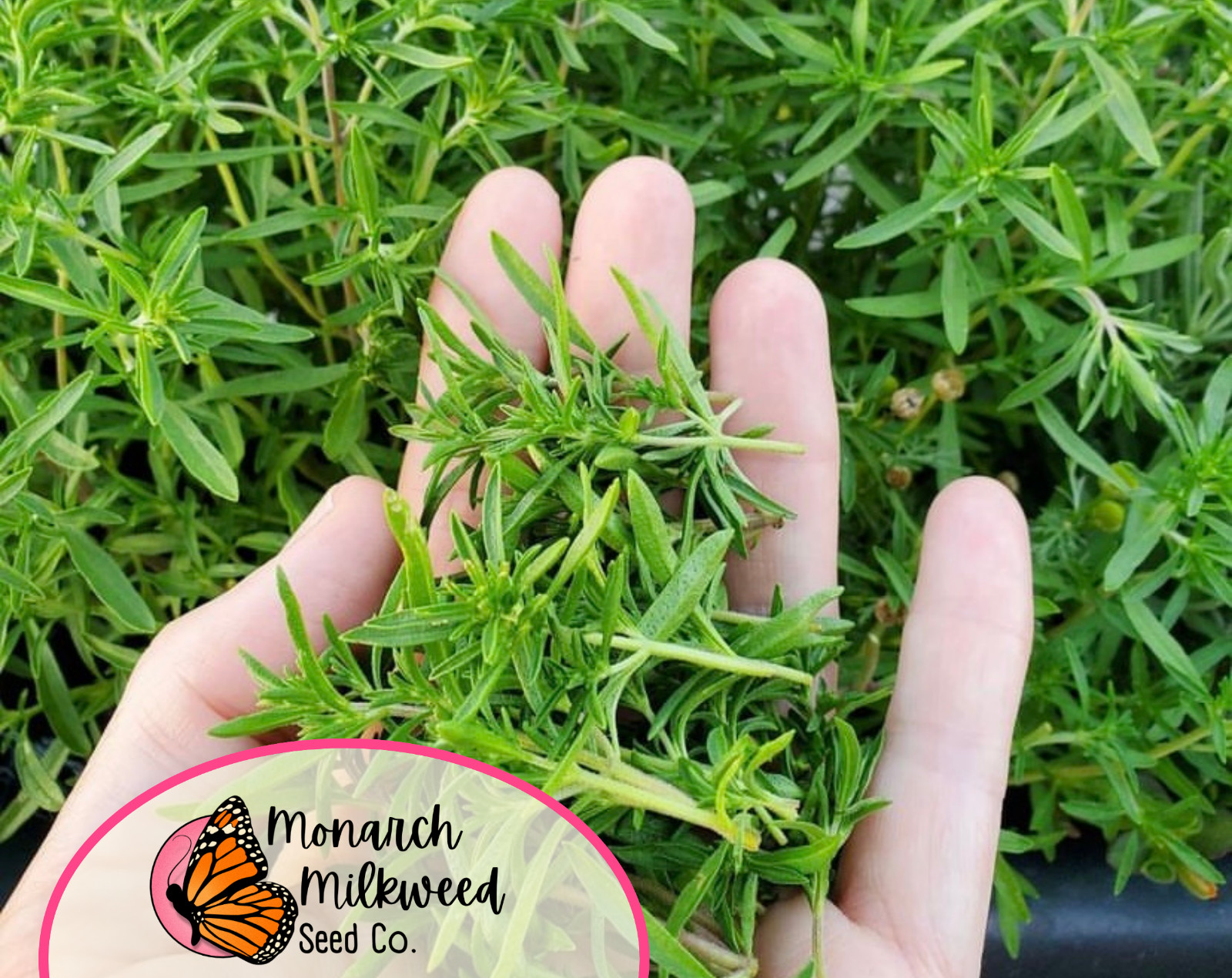 5300+ Summer Savory Seeds | Heirloom, Non-GMO, Herb Gardening Plant Seed Packet