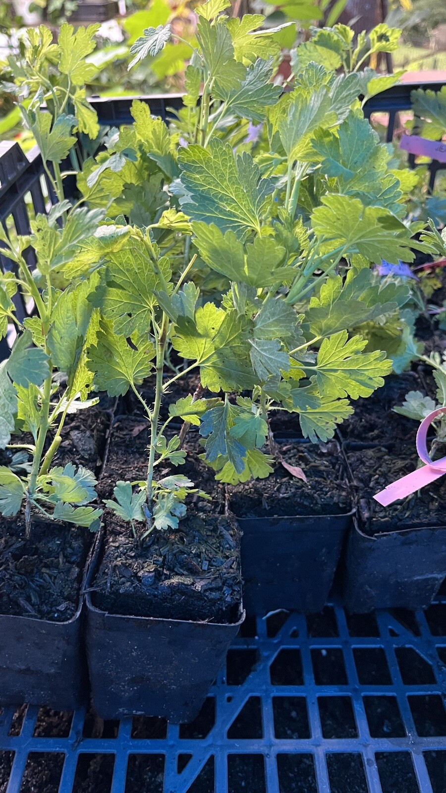 3 to 6 inches tall Jeanne Gooseberry Plant well rooted starter plant