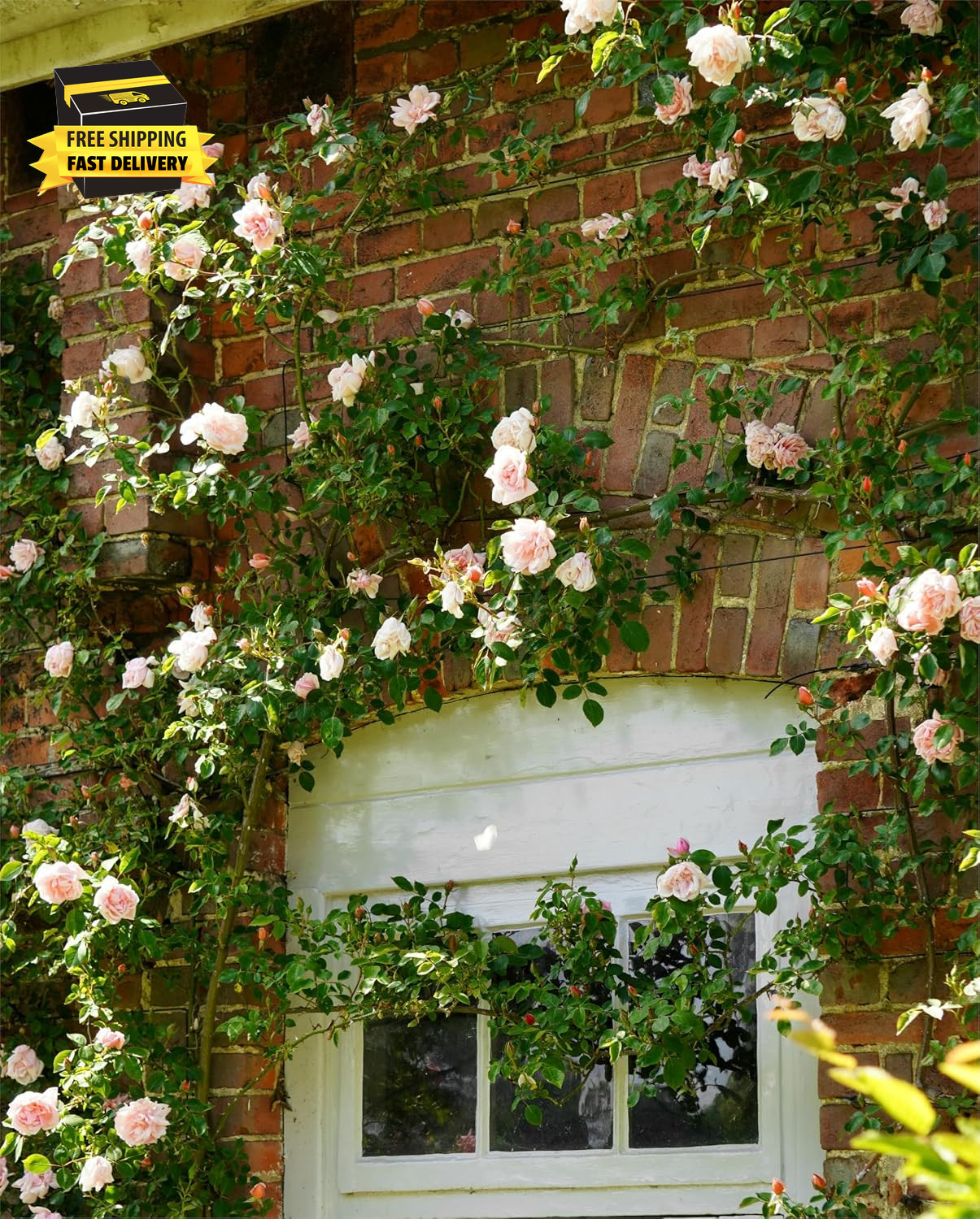 Carpetc 250+ Mixed Climbing Rose Seeds for Planting, Rosa Hybrid Rambling Vine w