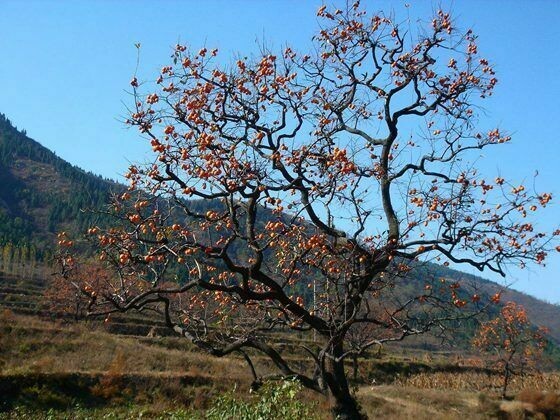 20Pcs Persimmon Seeds Plants Fruit Trees Diospyros Cargillia Garden Nature Fresh