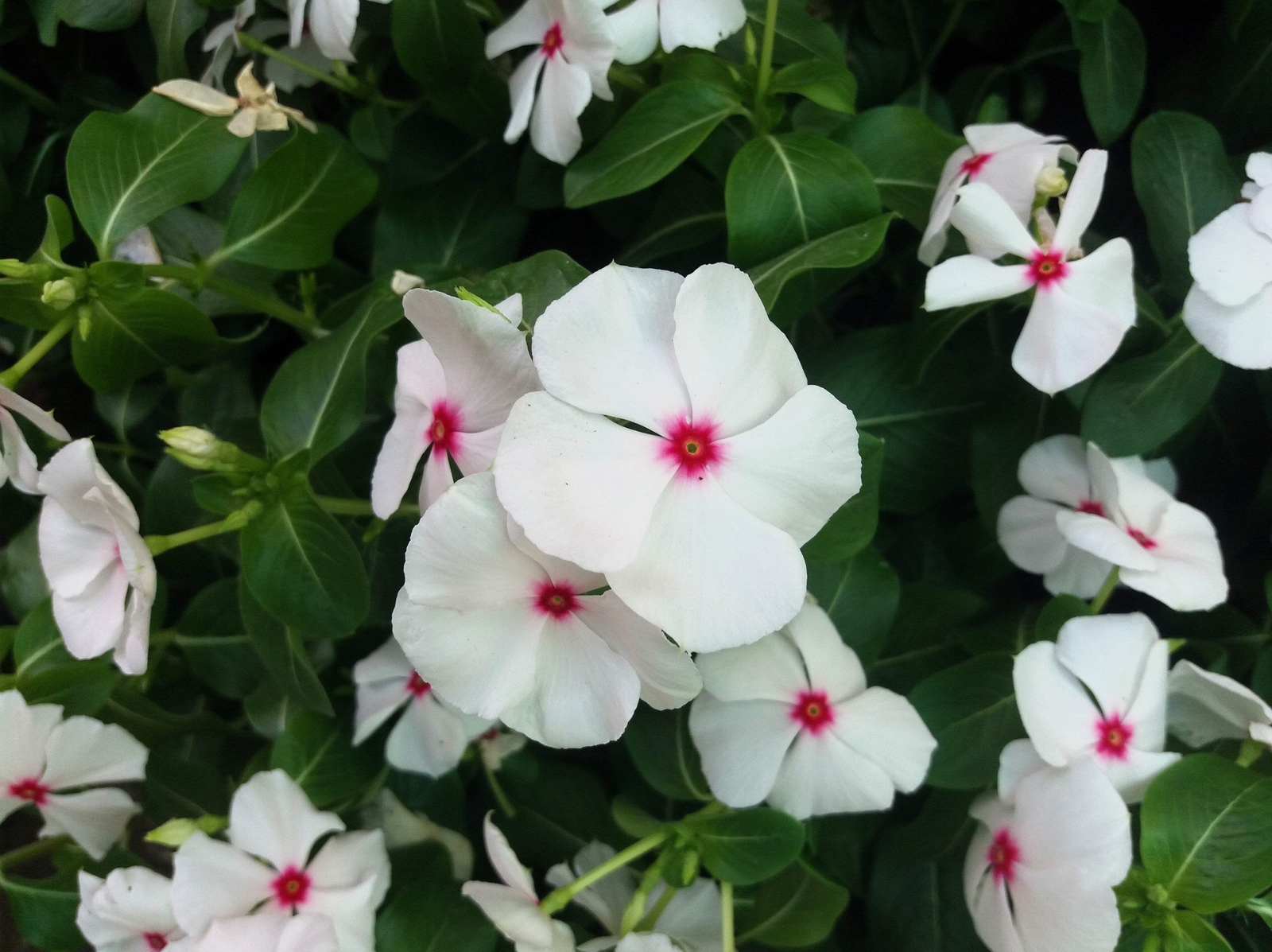 100 BRIGHT EYES PERIWINKLE Vinca Rosea Catharanthu Dwarf White Pink Flower Seeds