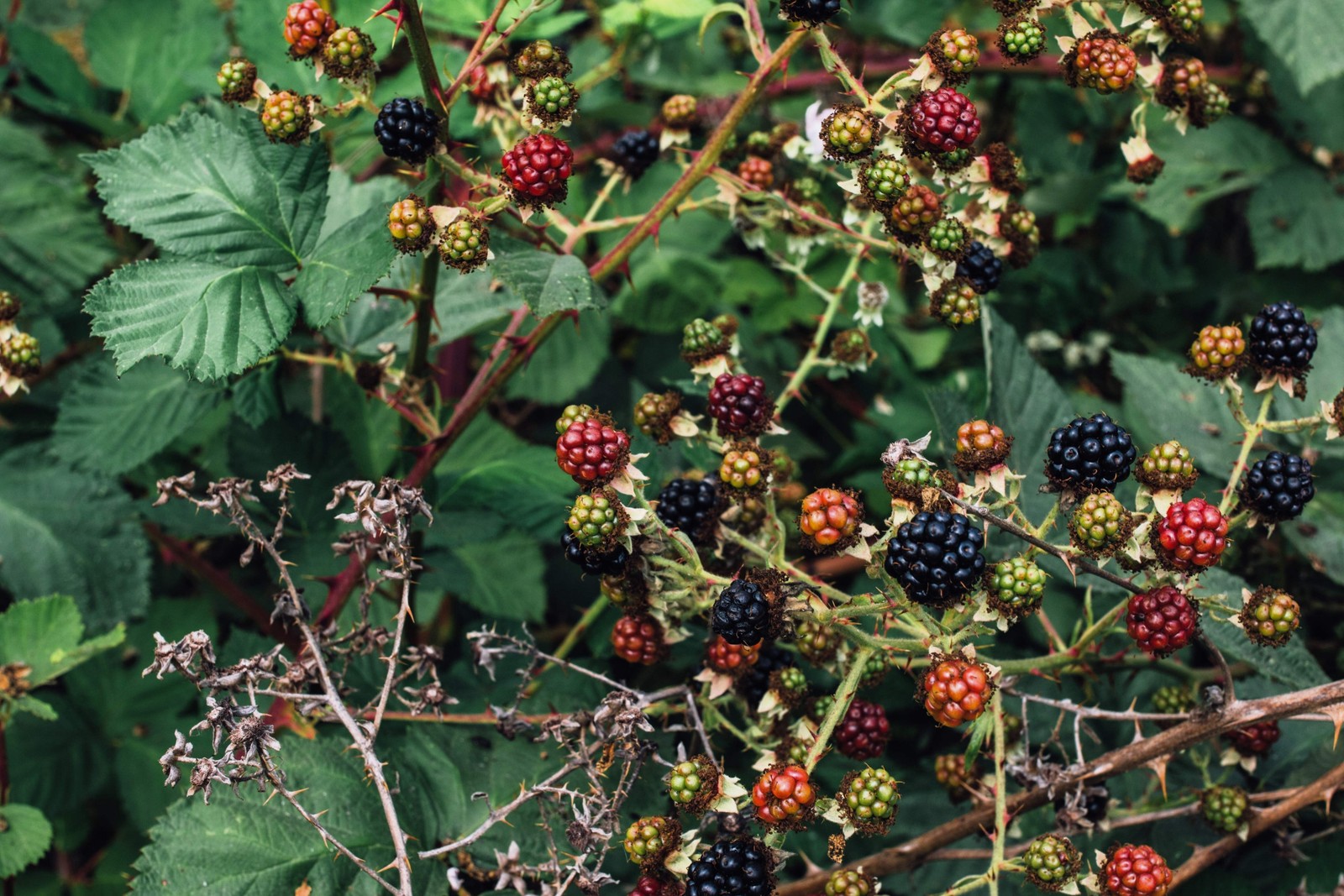 25 TRAILING BLACKBERRY Pacific Rubus Ursinus Vining Shrub Fruit Berry Seeds