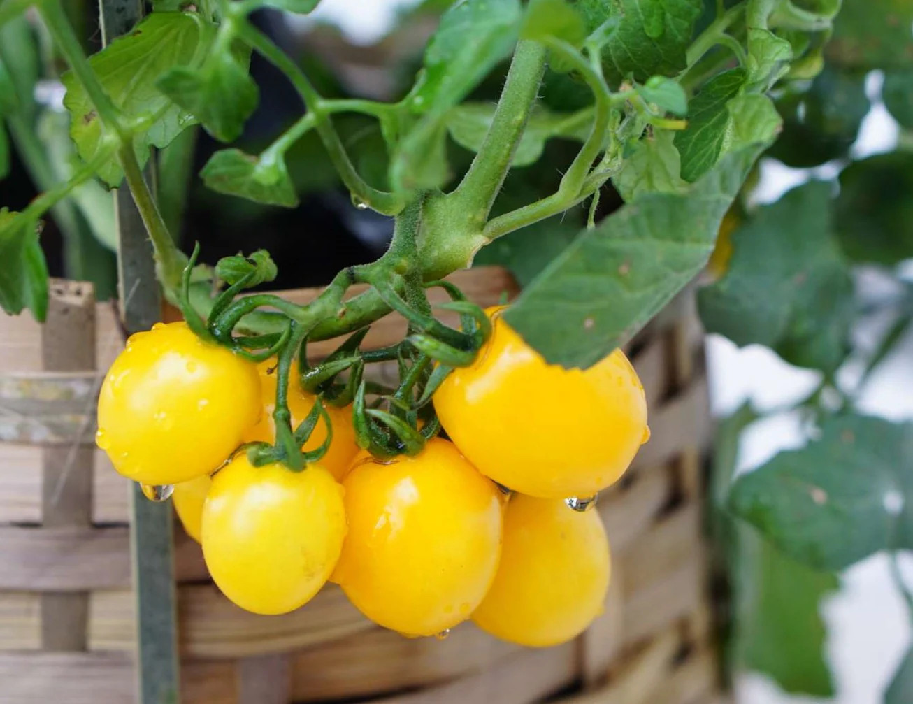 Patio Choice F1 Yellow Tomato (Dwarf) Seeds – For 2026 Planting AAS Winner