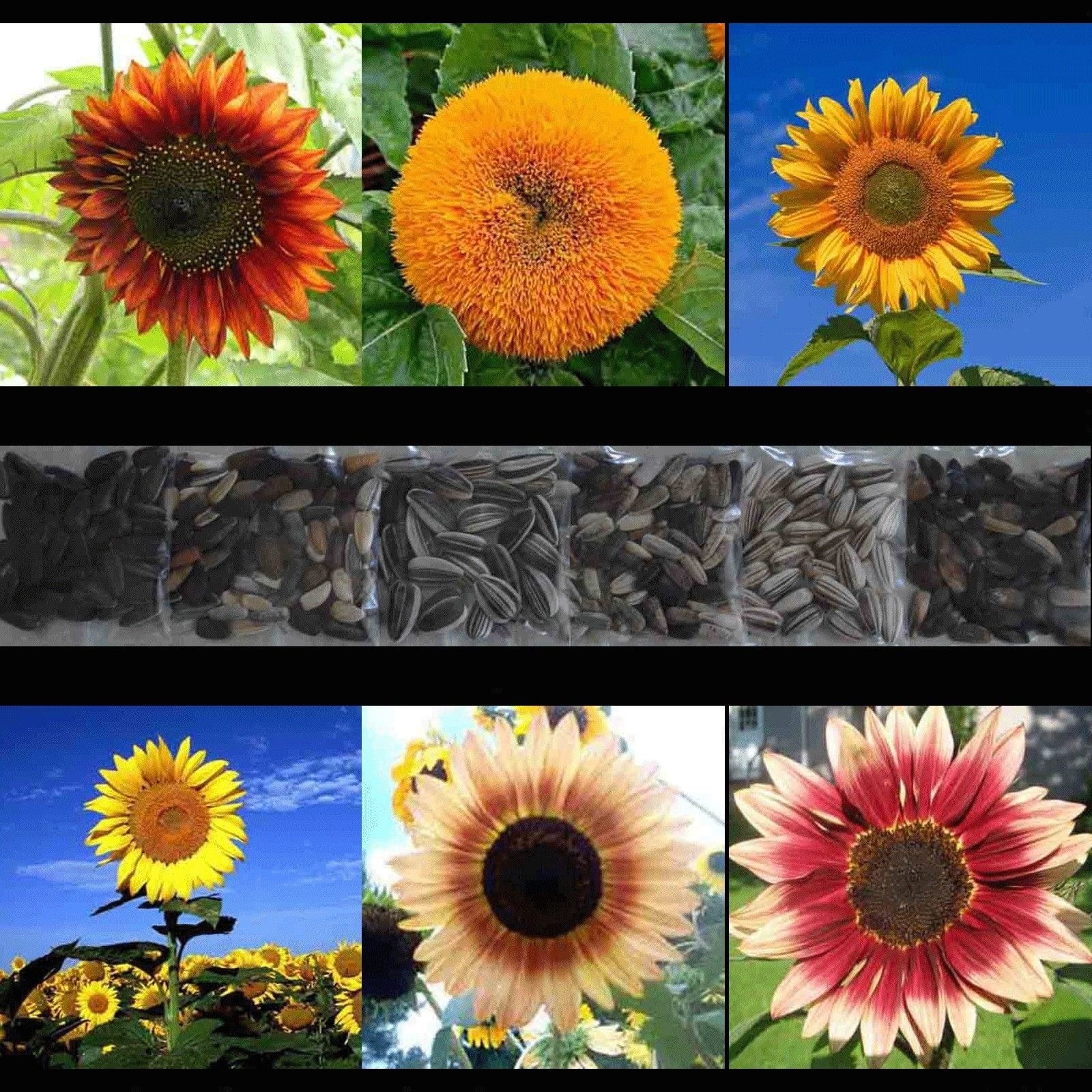100+ SUNFLOWER RARE SEEDS MIX BEAUTIFUL FLOWERS BLOOMS MULTIPLE VARIETY GIANT US