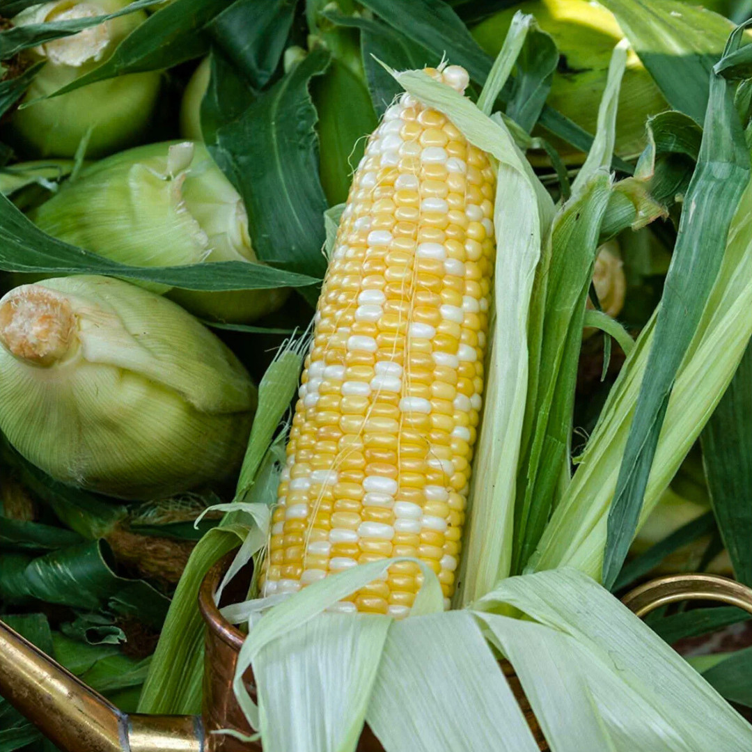 Fresh Peaches and Cream Corn Seeds | Sweet | Heirloom Non-GMO | Vegetable Seeds