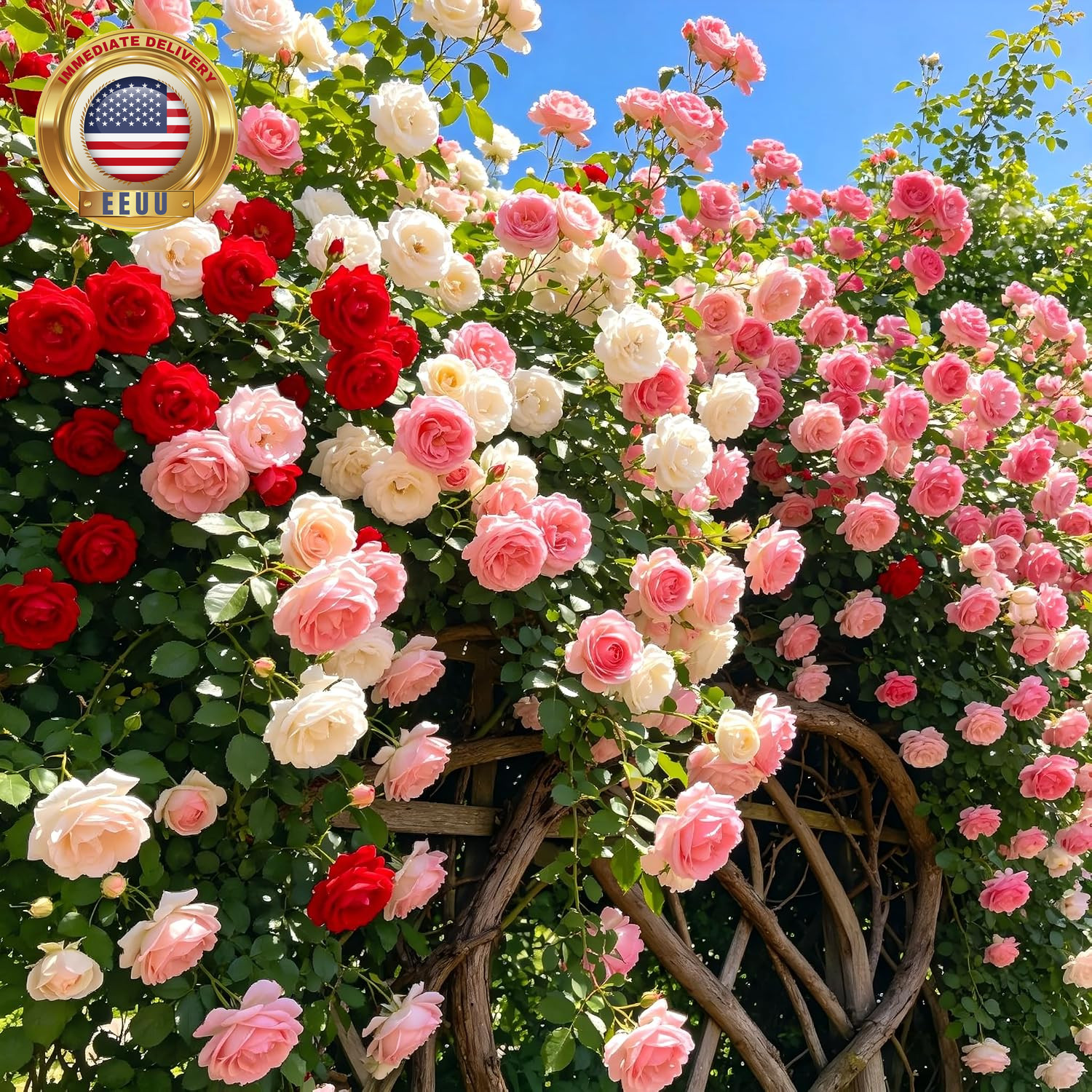 Carpetc 250+ Mixed Climbing Rose Seeds for Planting, Rosa Hybrid Rambling Vine w