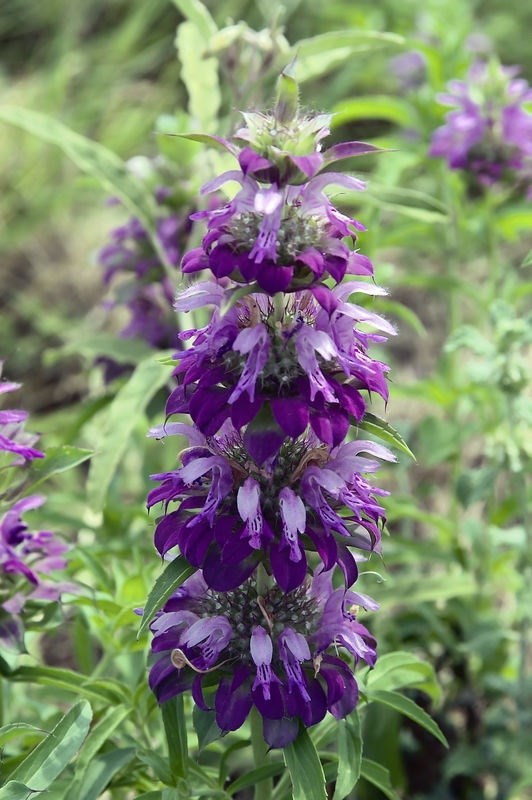 50+ Lemon Mint Monarda Bee Balm Flower Seeds / Perennial / Lemon Scented