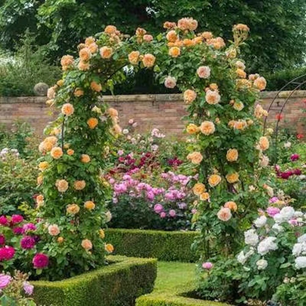 20 SEEDS for Peach RARE CLIMBER climbing Rose bud flower exotic plant USA Seller