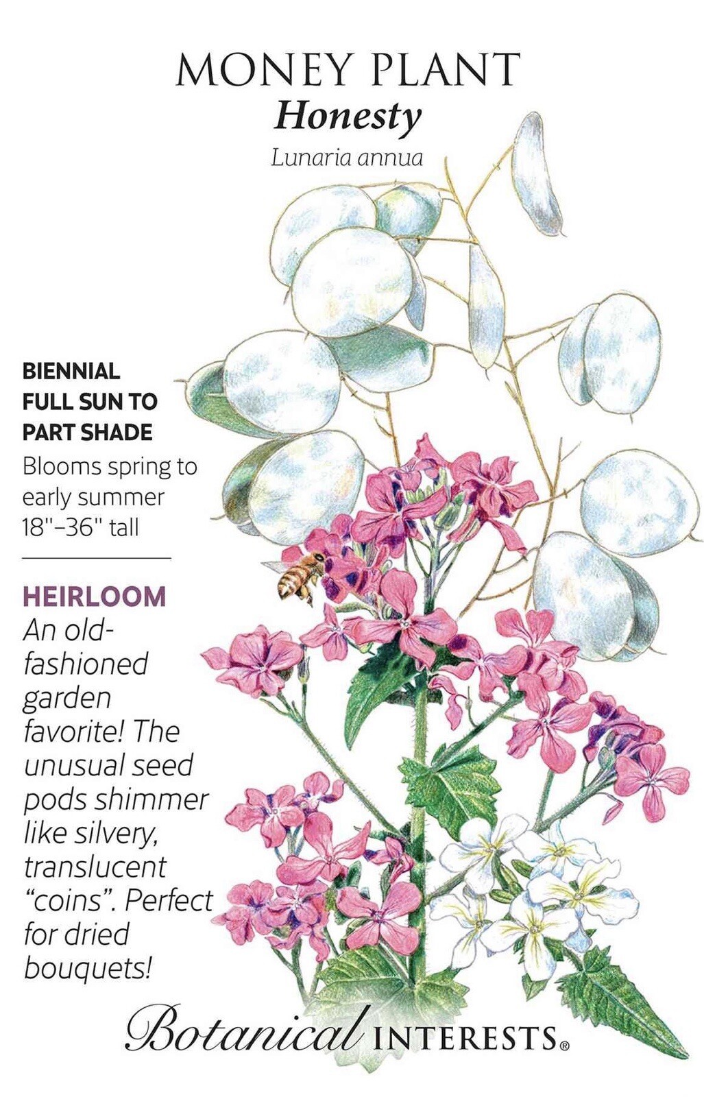 50 Money ‘Silver Dollar’ Luck Lunaria Plant Seeds, Non-GMO Heirloom🪷Seeds🪷