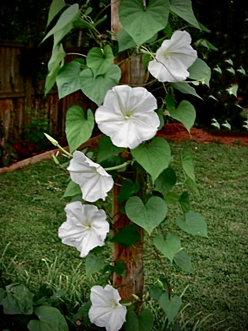 Moonflower seeds / Flowers / Vining / White / Perennial