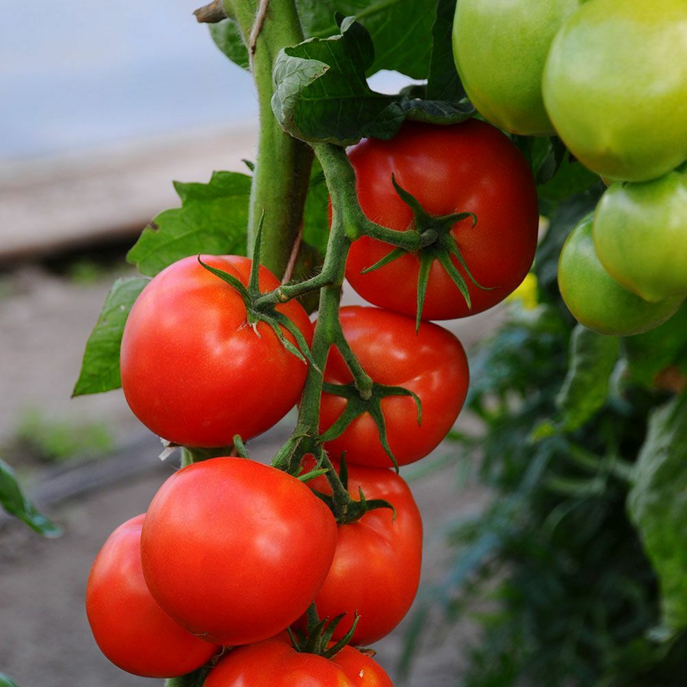 Beefsteak Tomato Seeds | Heirloom | Non-GMO | USA Garden, Seeds Free Shipping