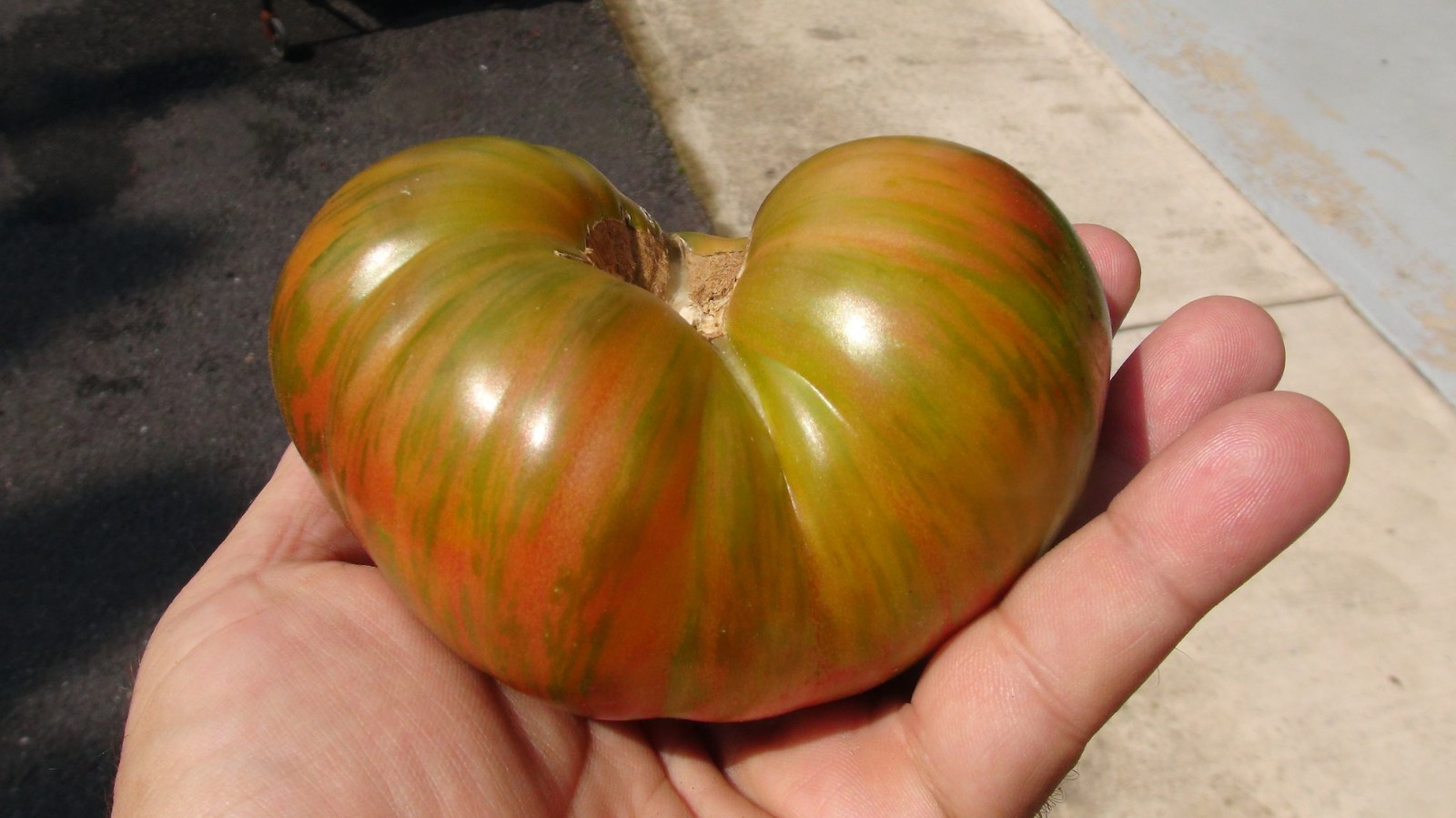 10 seeds Dwarf Peppermint Stripes Tomato ORGANIC Rare DTP