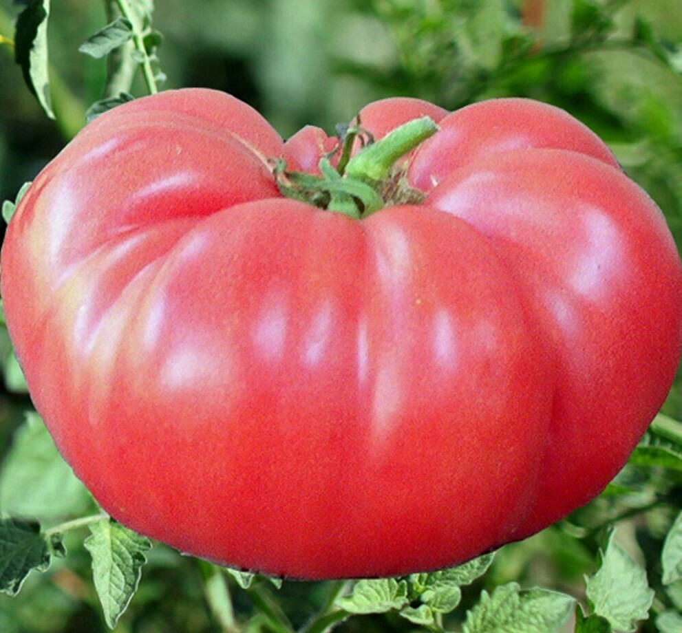 PINK BRANDYWINE TOMATO SEEDS 50+ INDETERMINATE vegetable GARDEN FREE SHIPPING