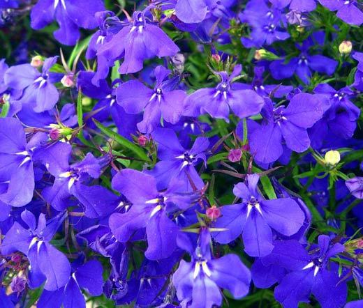 LOBELIA BLUE MRS.CLIBRAN Lobelia Erinus – 1,000 Bulk Seeds