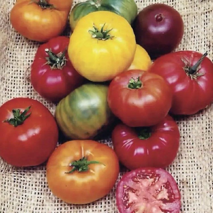 100 Tomato Seeds -Beefsteak Rainbow Blend | Non-GMO, Heirloom Mix Tomato Seeds