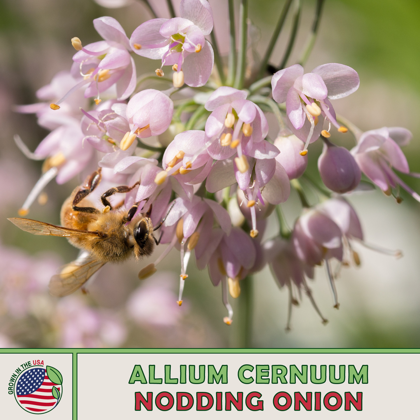 100 Nodding Onion Seeds, Allium cernuum, Native Wildflower & Culinary Herb