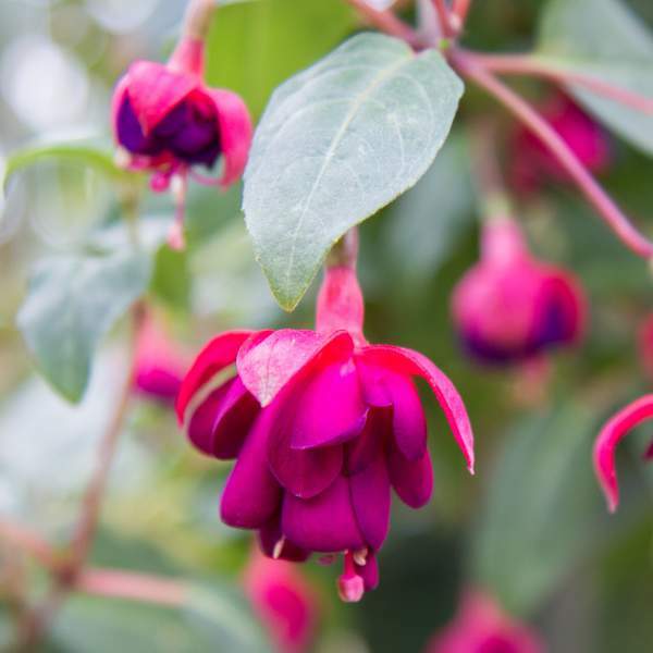 Fuchsia Live Plant, Well-Rooted Plug, Healthy Starter Plants For SALE
