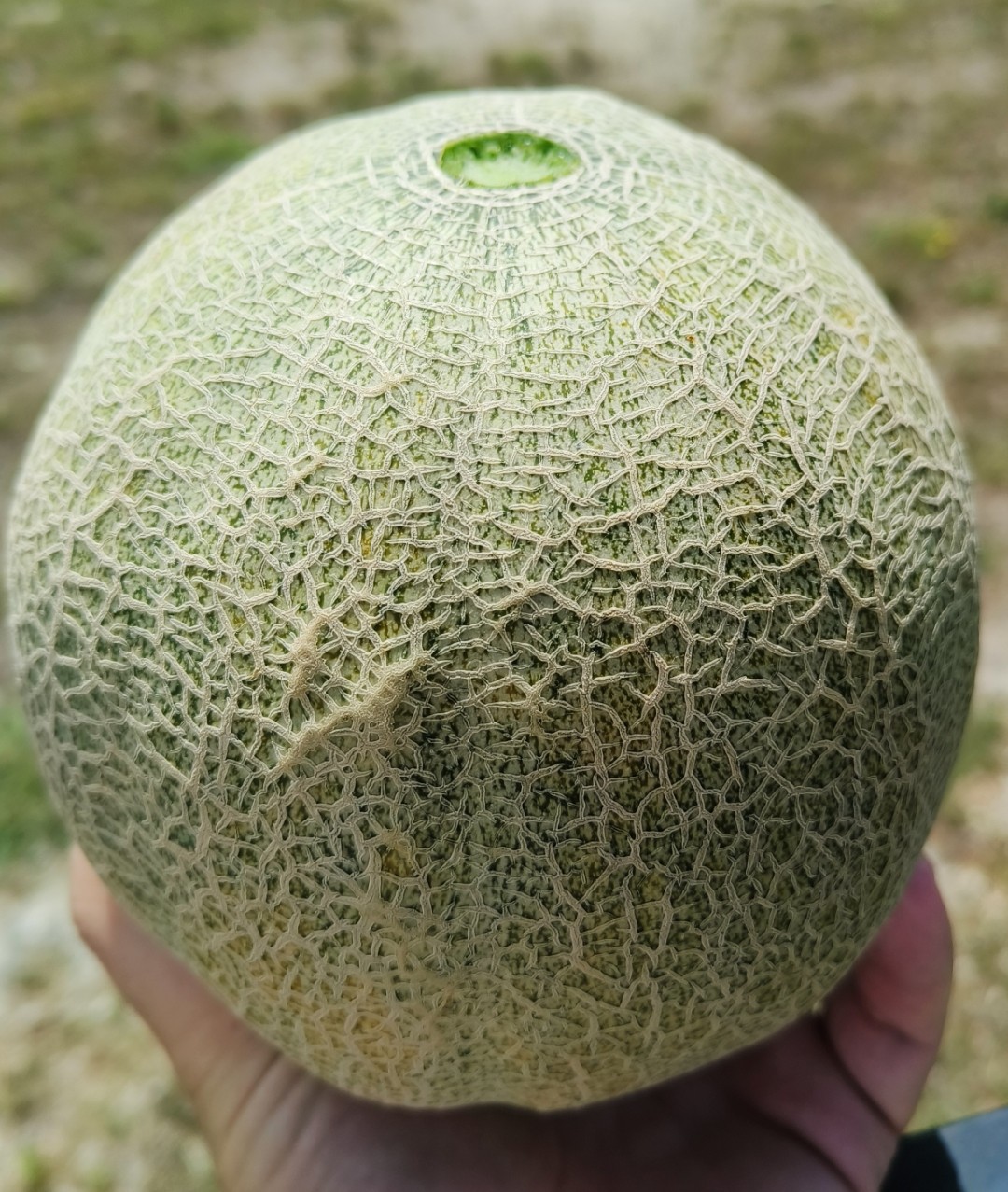 50 Texas Original Heirloom Pecos Cantaloupe Seeds – Legendary Pecos Sweet Melon