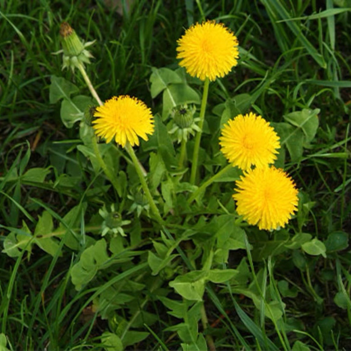 250++ Dandelion Seeds – Taraxacum officinale Seeds – Medicinal and Edible Herb