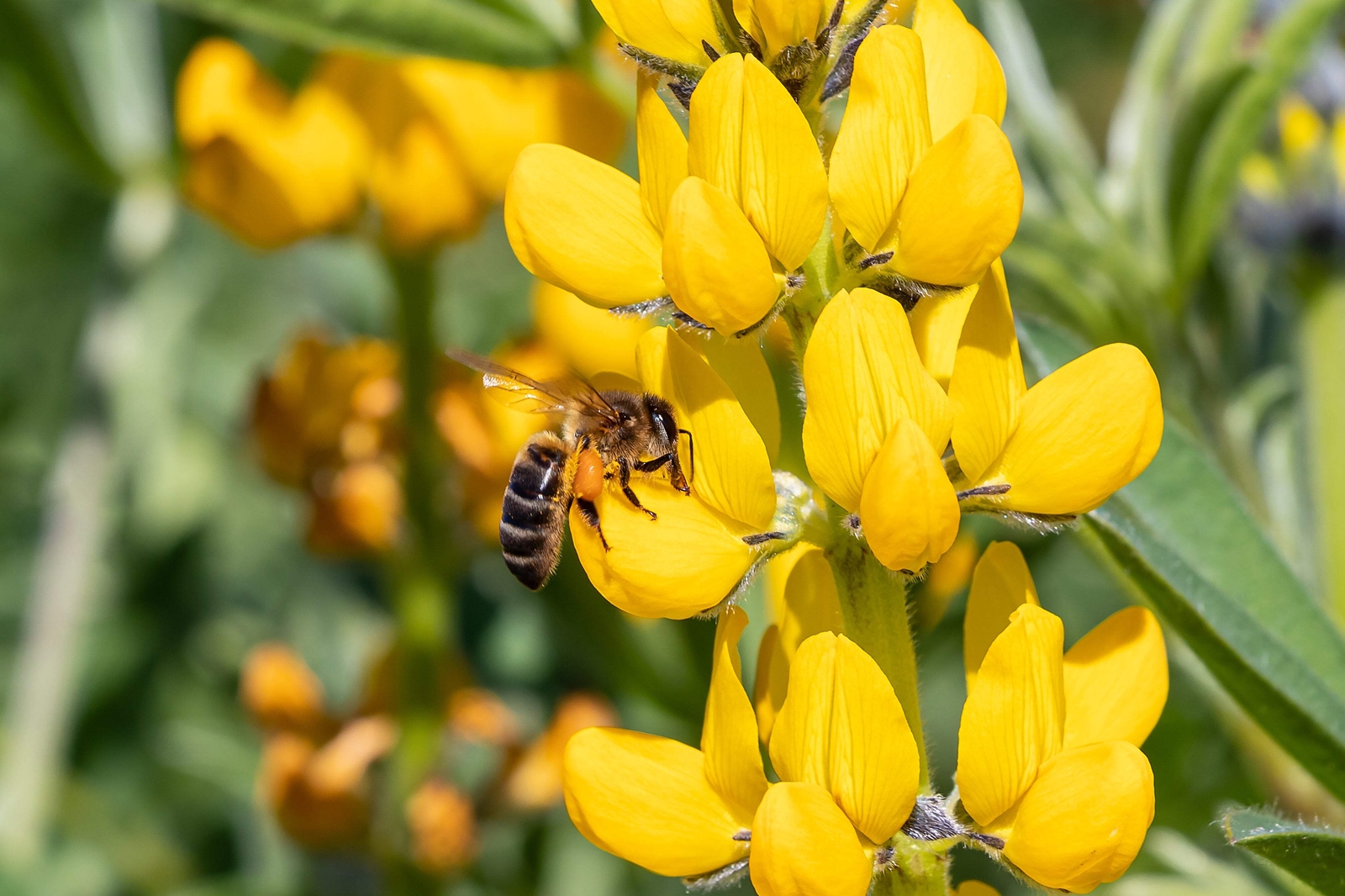 50 GOLDEN LUPINE Lupinus Densiflorus Yellow Hummingbird Flower Seeds *Flat Ship