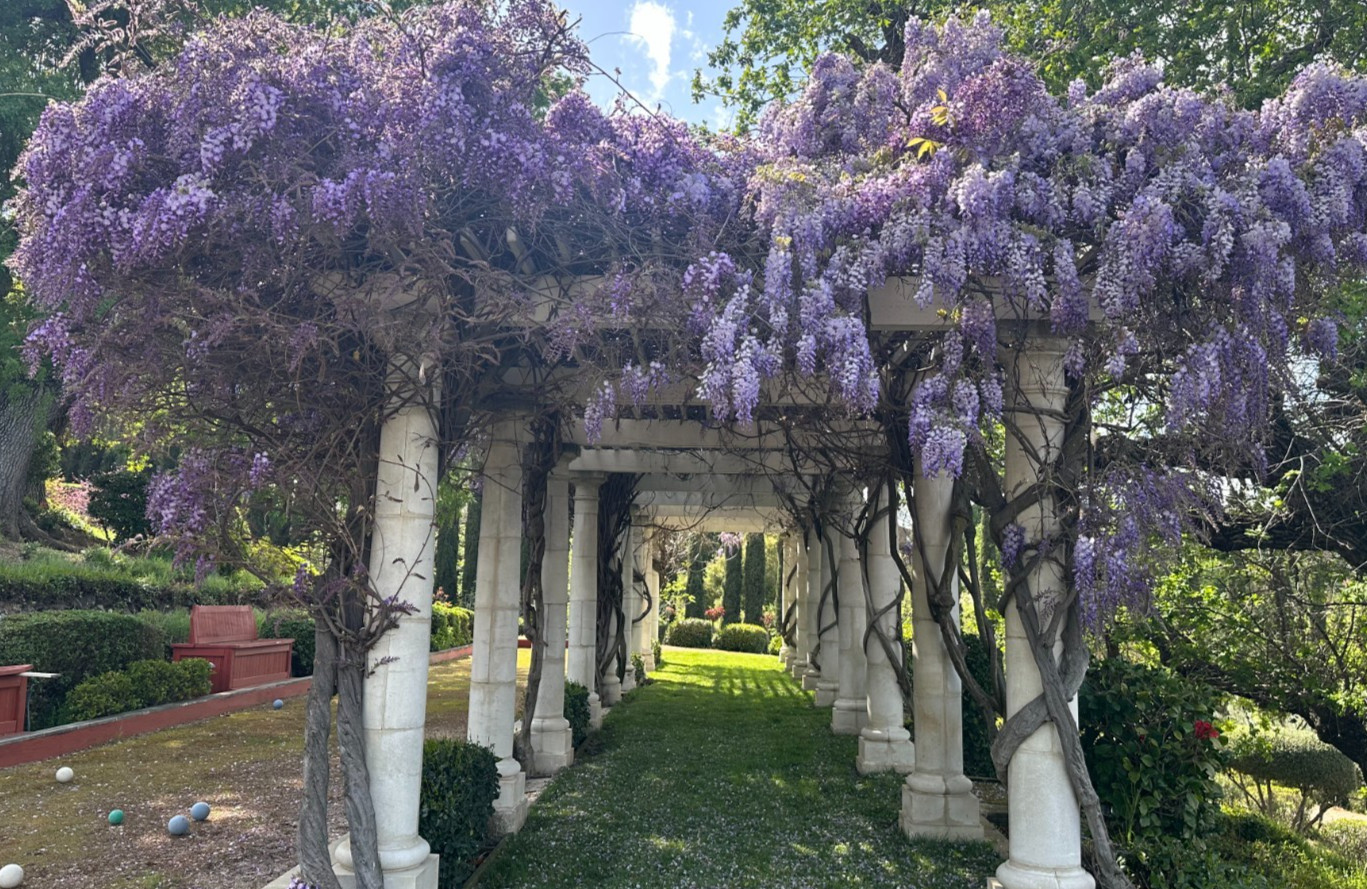 Blue Chinese Wisteria Vine, Wisteria sinensis, Seeds