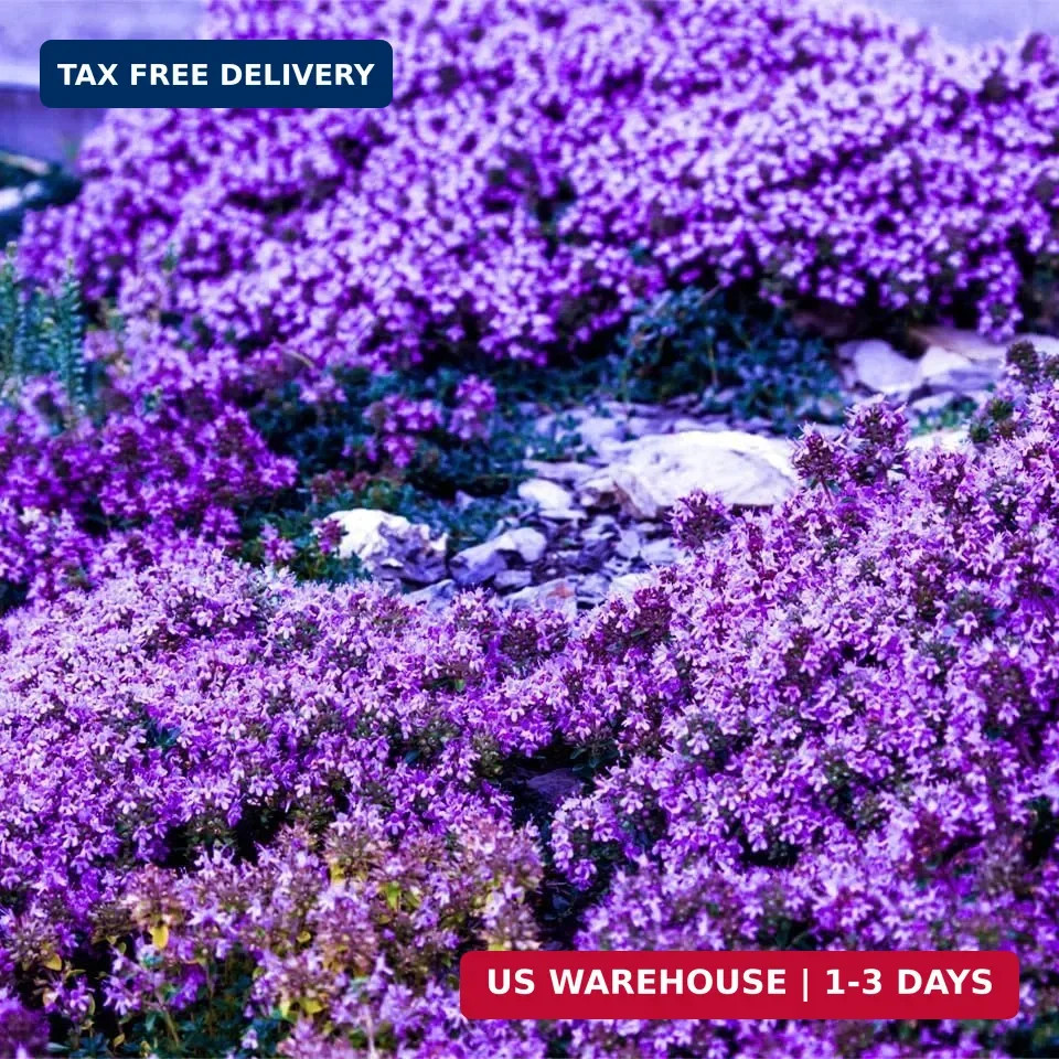 20000+Creeping Thyme Seeds for Planting Outdoor-Heirloom Thymus Serpyllum Ground