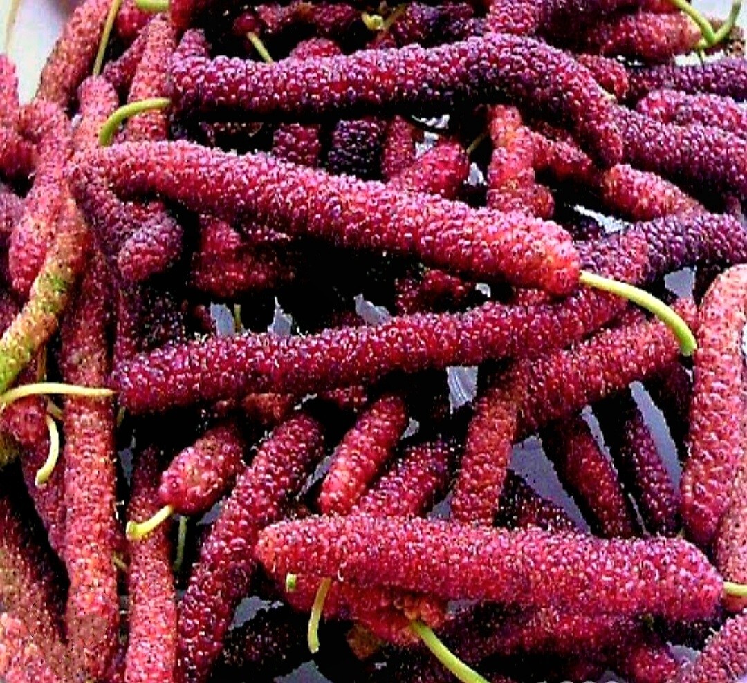 200 Pakistan Mulberry Fruit Tree Seeds Popular Variety Rare Morus Dense fruit