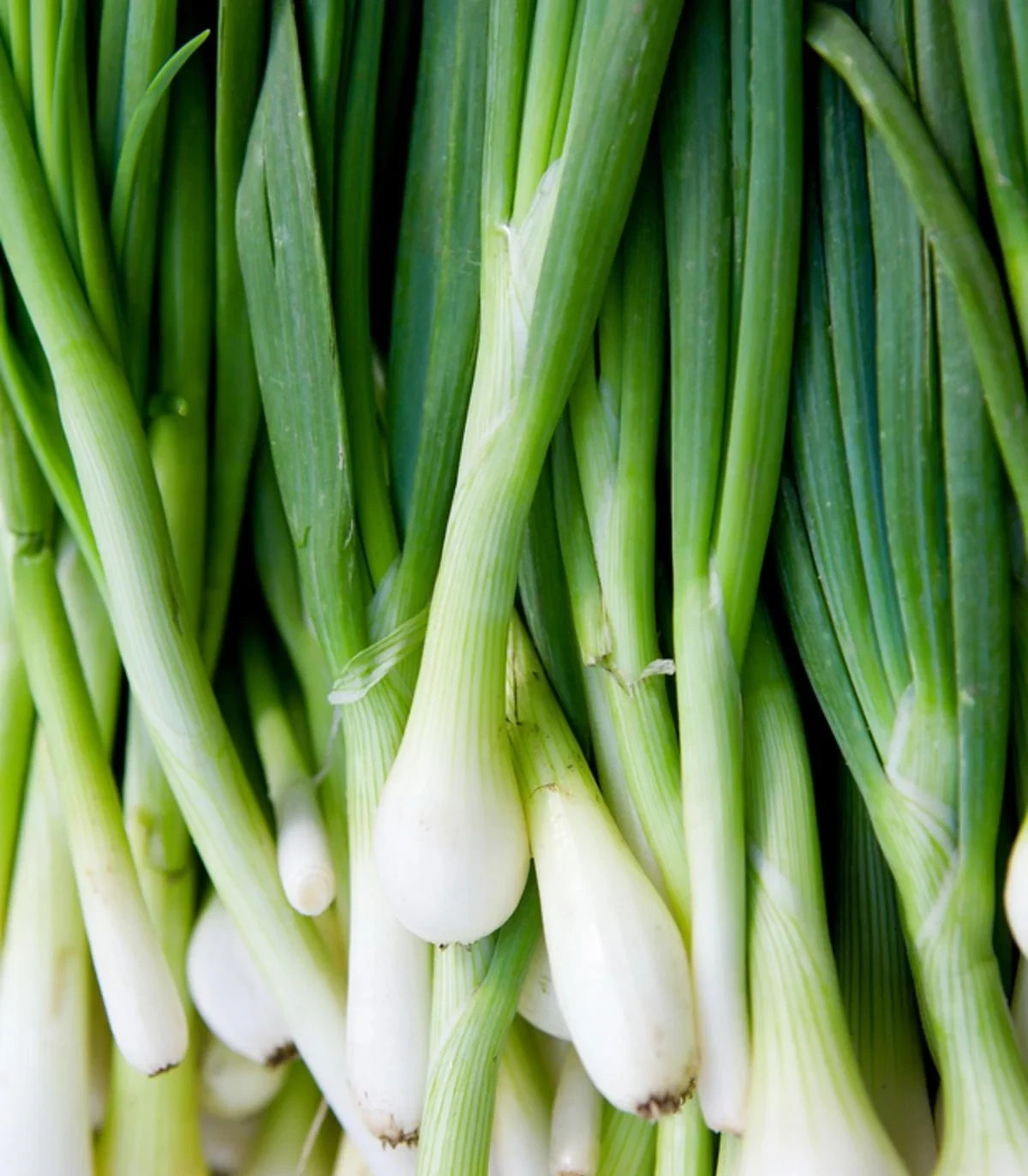 Warrior Bunching Onion Seeds, AAS, NON-GMO, Japanese Bunching Onion, FREE SHIP
