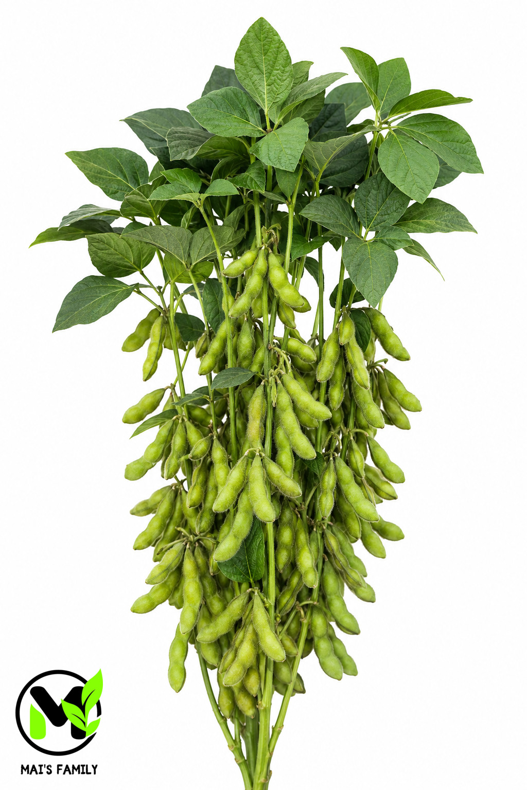 Triple Play Edamame Soybean Seeds Heirloom Non-GMO Open-Pollinated 75 Days