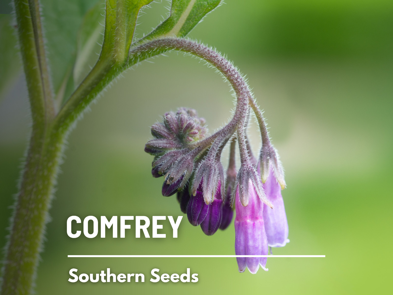 Comfrey – 20 Seeds – Medicinal Herb – GMO Free (Symphytum Officinale)