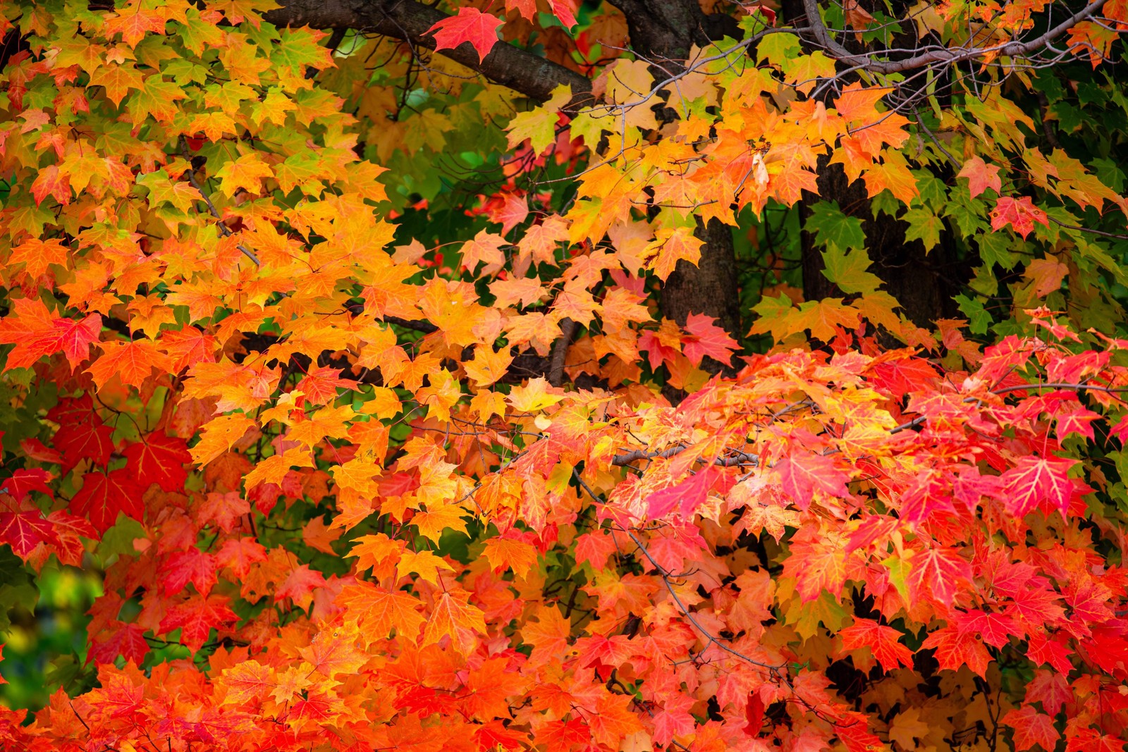 25 SUGAR MAPLE SYRUP TREE Native Rock Fall Color Acer Saccharum Seeds *Comb S/H