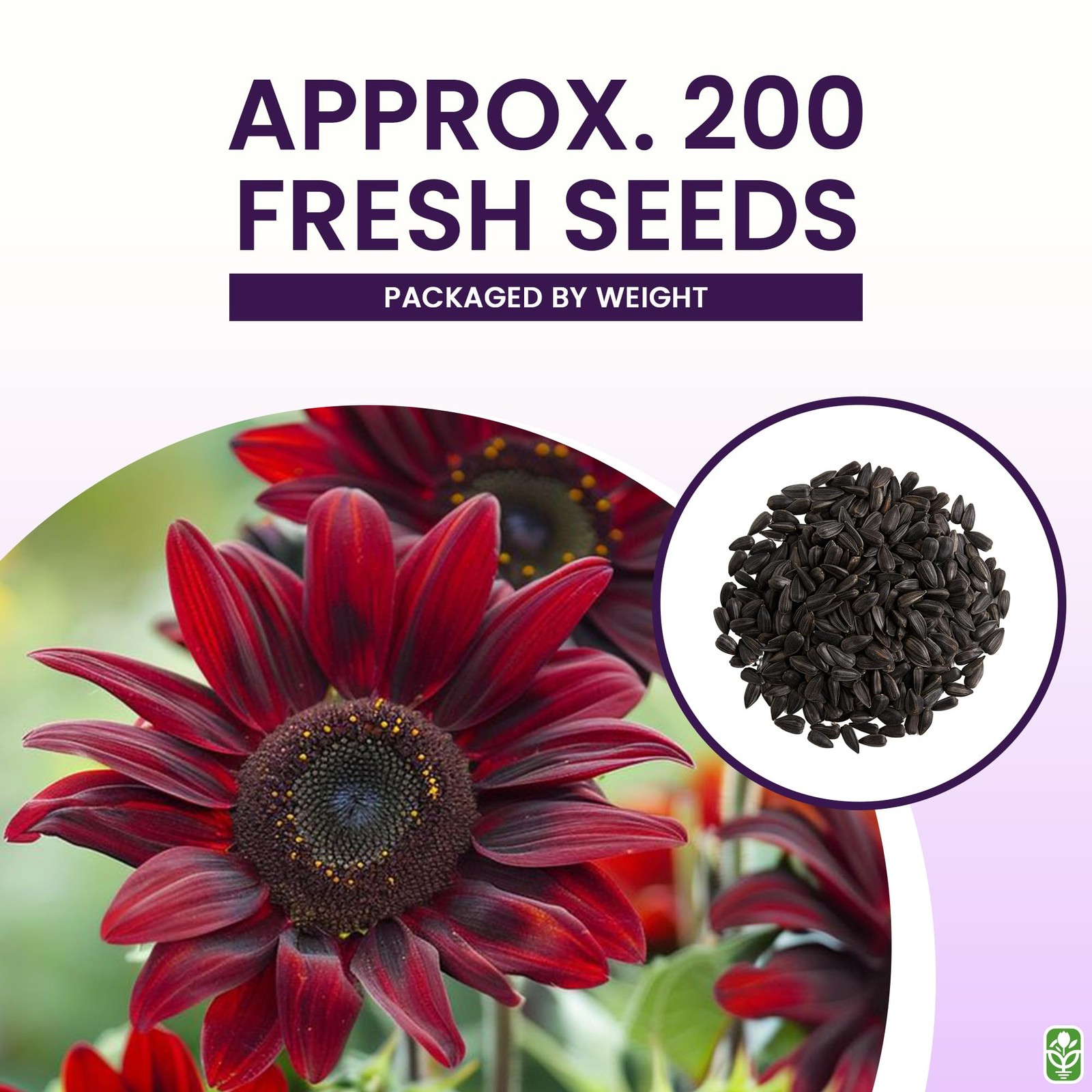 Chocolate Cherry Sunflower Seeds to Plant – Heirloom & Non-GMO – Package 50+ …