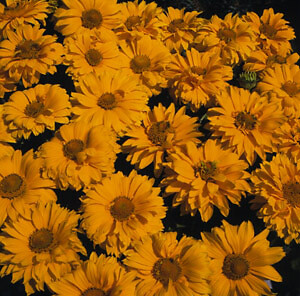 Heliopsis hel. scabra Midwest Dreams 250 seeds