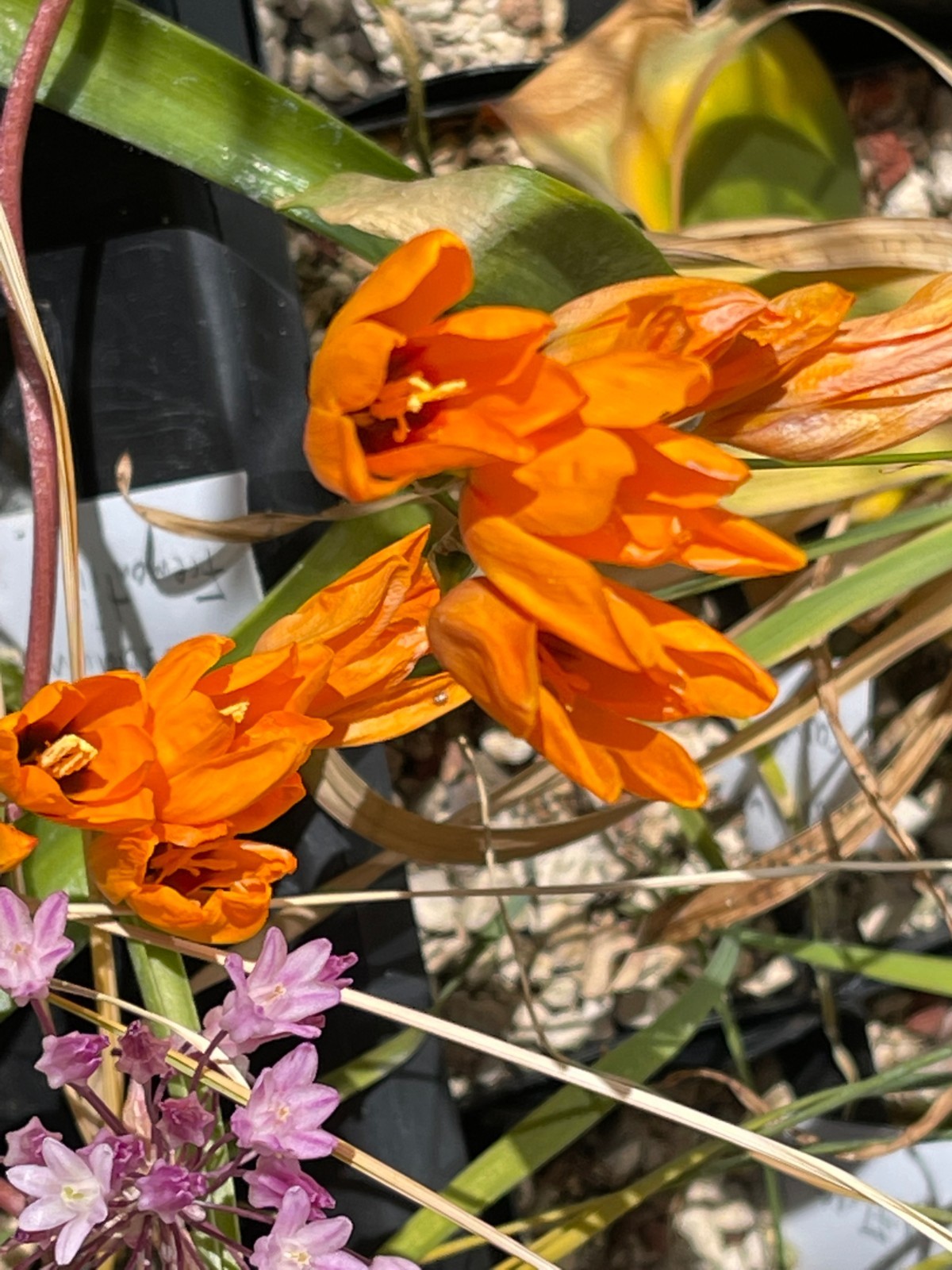 Bulbs C, CHOOSE 2: Ixia curta, longituba, maculata, etc., more