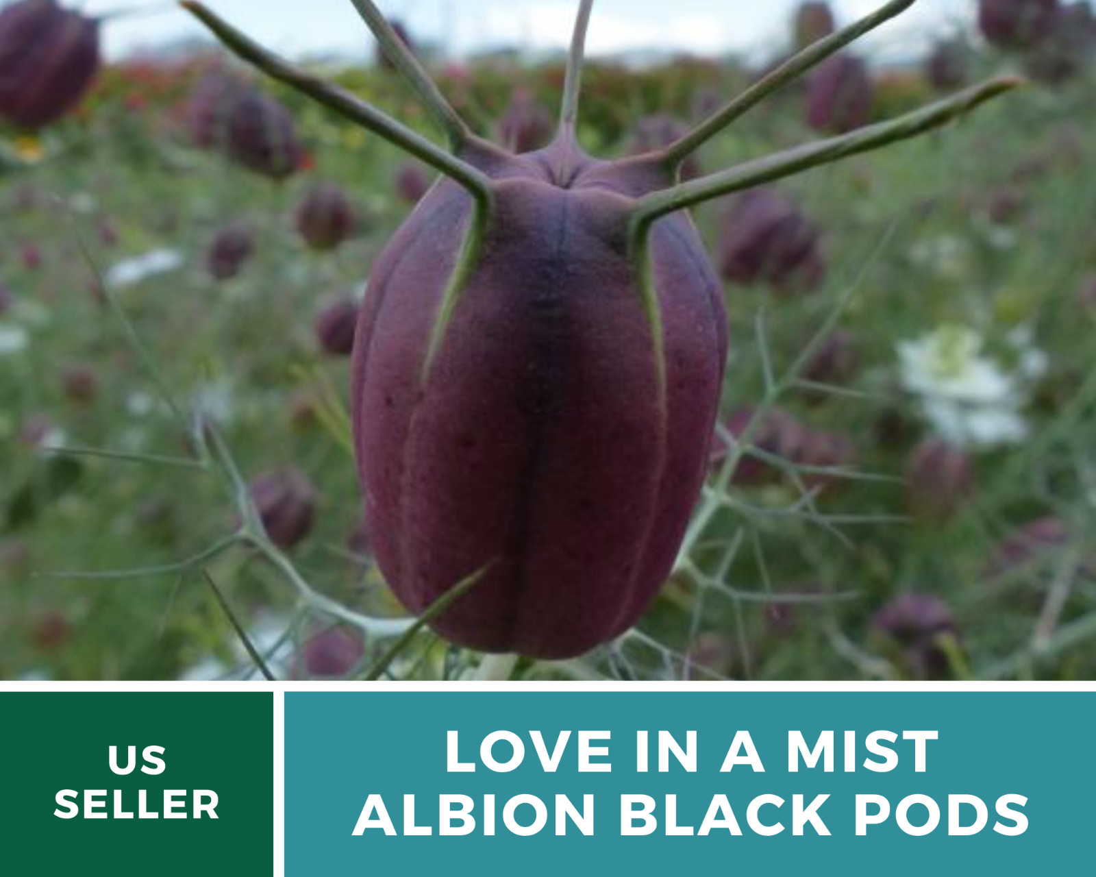 Love in a Mist, Albion Black Pods – 100 Seeds (Nigella Damascena)