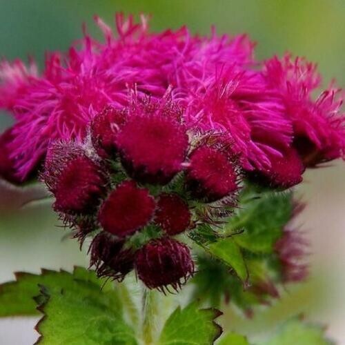 Ageratum Mix RED WHITE & BLUE Flowers USA Patriotic July 4th Non-GMO 500 Seeds!