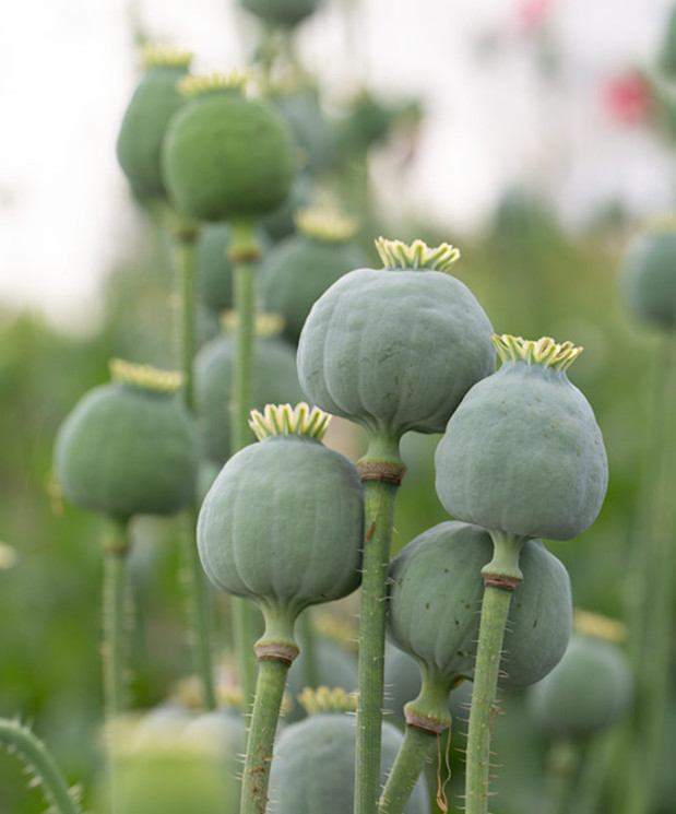 Poppy WHITE TASMANIAN Breadseed Poppy Reseeds Large Pods Organic 500 Seeds!