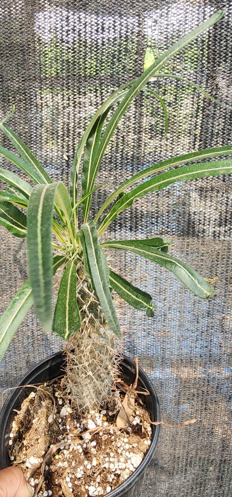 RARE (Pachypodium geayi) MADAGASCAR PALM TREE Succulent Cacti Cactus Plant 10″