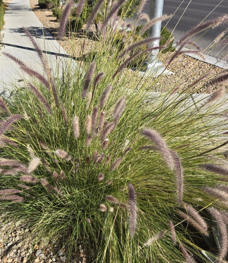 Chinese Pennisetum Fountain Ornamental Grass Seeds – 50 Seeds, Perennial